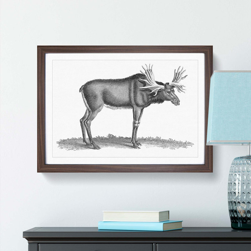 An Elk In Black And White by George Shaw - Single Picture Frame Print, Walnut Framed, 24cm H x 33cm W x 2cm D