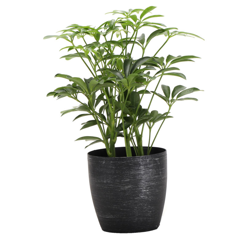 Live Arboricola Plant in Classic Pot, Brushed Silver