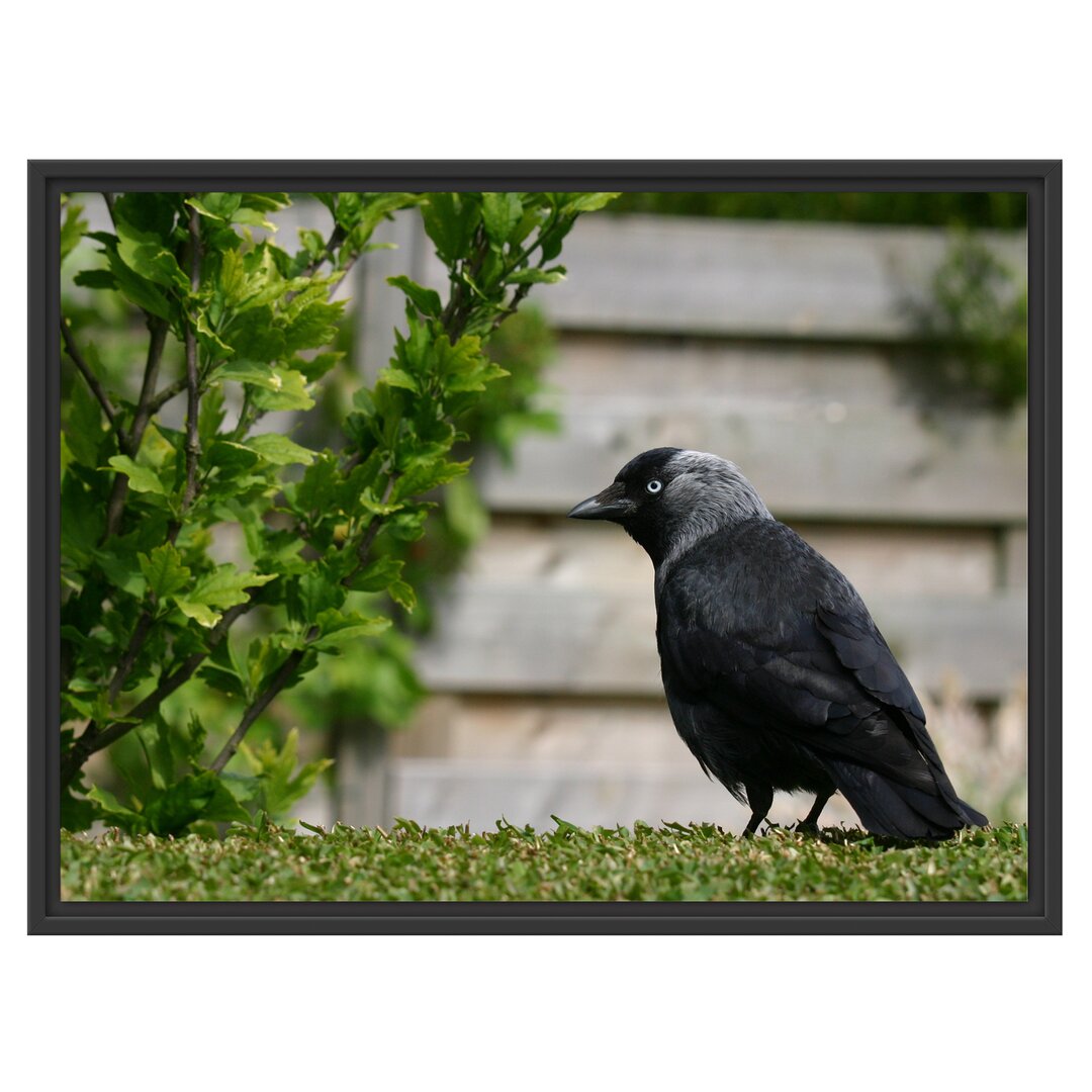 Gerahmtes Wandbild Vogel auf Gartenwiese