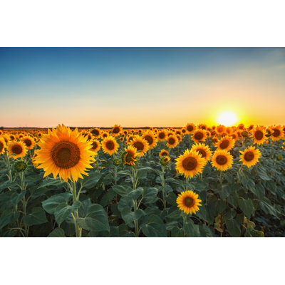 Sunflowers In The Fields During Sunset by Valio84sl - Wrapped Canvas Print