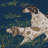 Pointers Fabric-103897596