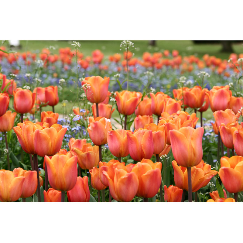 Tulips - Wrapped Canvas Print, 30cm H x 46cm W x 3.8cm D