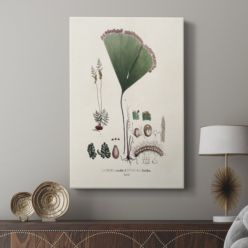 Fougères de la Botanical Society - galerie Cavas, H 27 po x l 18 po