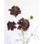 Violet Scabiosa Wildflower 29"