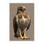  Tapis lavable rouge Hawk Birds-1345938107