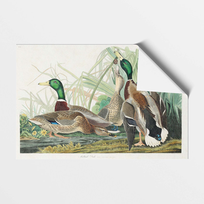 Mallard Ducks by John James Audubon - Frameless Print, 29.7 cm H x 42 cm W