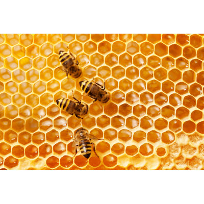 Bees On A Honeycomb - Wrapped Canvas Print