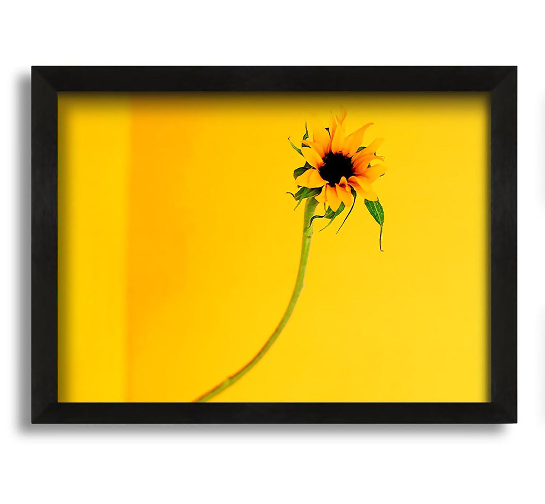 Gerahmtes Leinwandbild Mustard Sunflower