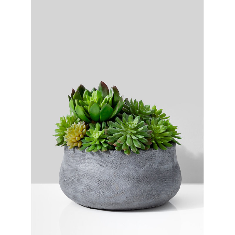 Pot à succulent persistant