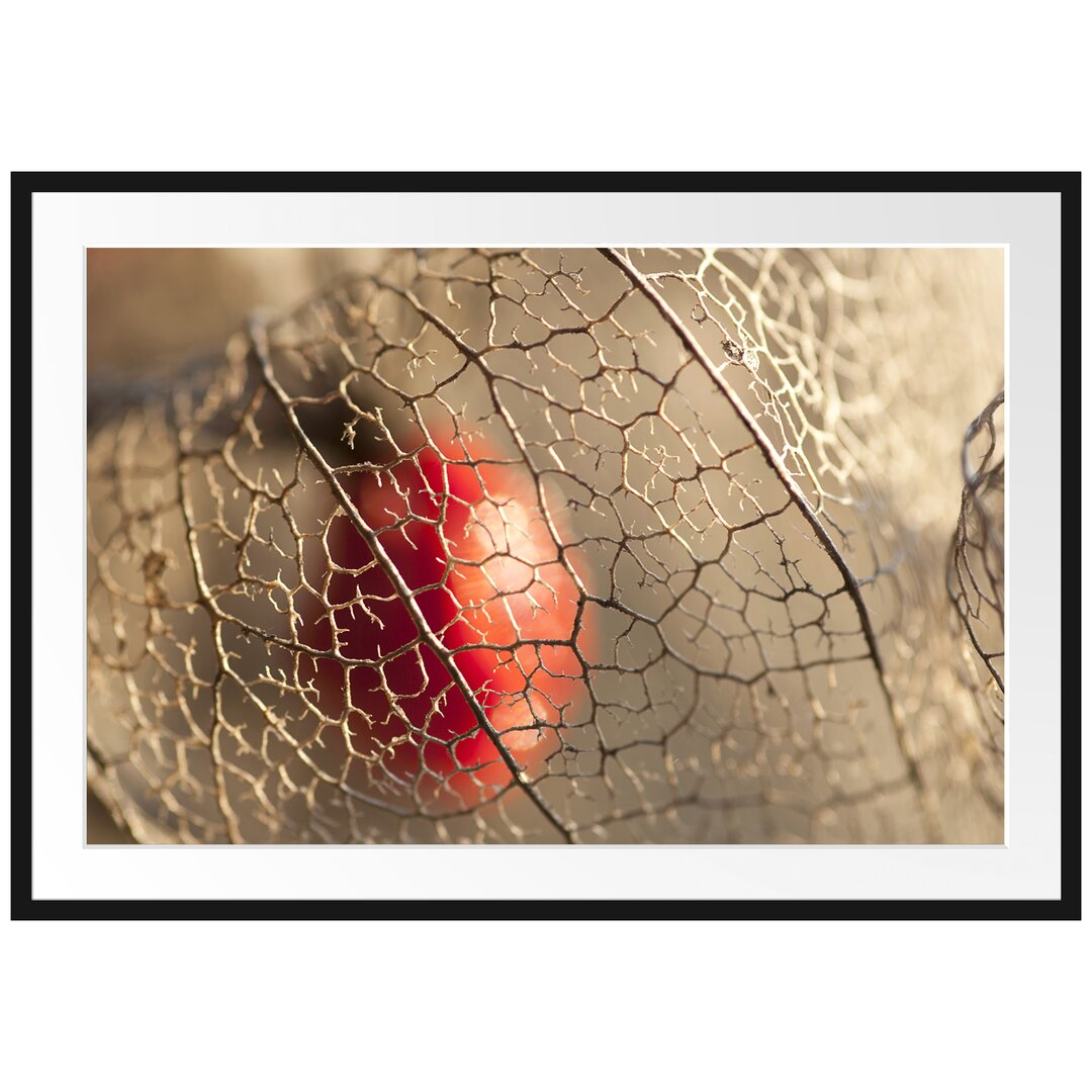 Gerahmtes Poster Red Physalis