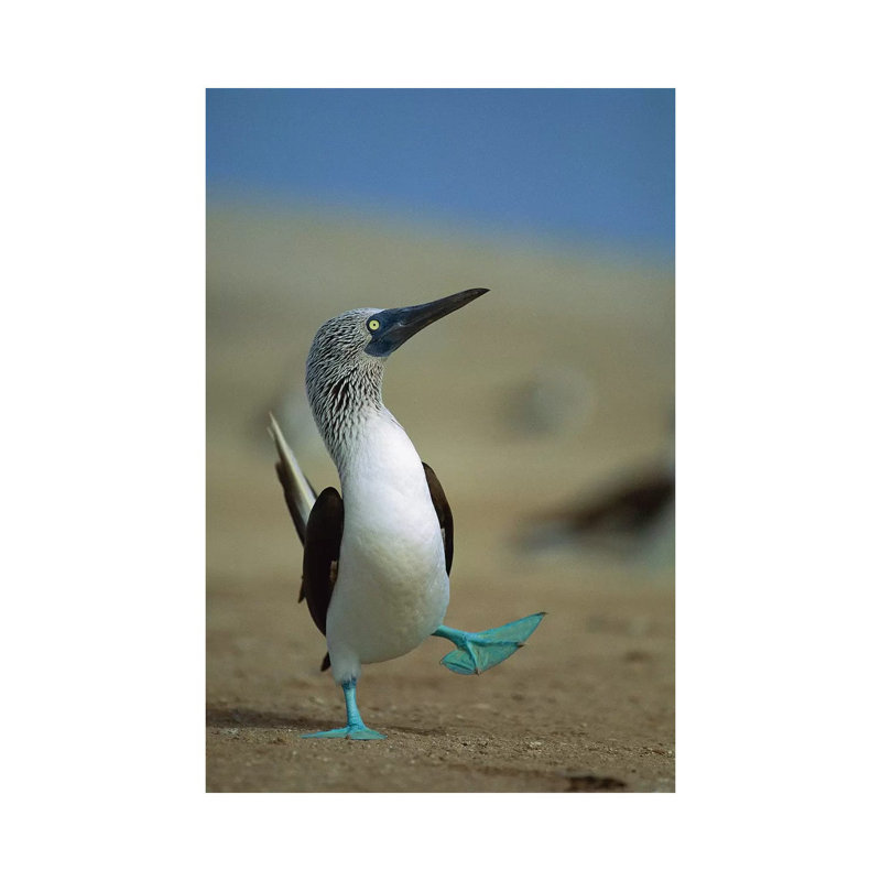 Blue-Footed Booby Courtship Dance, Lobos De Tierra Island, Peru by Tui De Roy - Wrapped Canvas Gallery-Wrapped Canvas Giclée