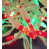 Red/Green