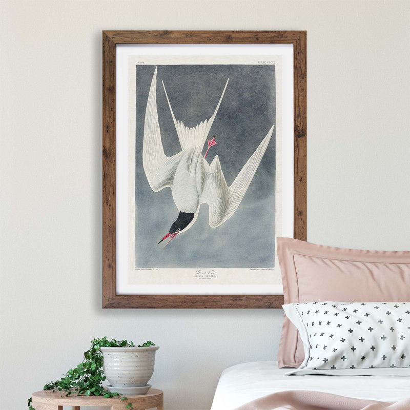 Great Tern Bird by John James Audubon - Framed Print, Walnut, 33cm H x 45cm W x 2cm D