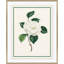 Flora III Giclee Print