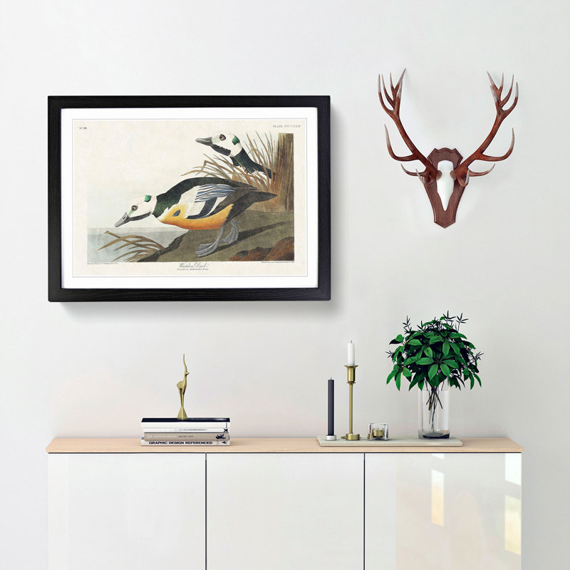 Western Ducks by John James Audubon - Framed Print, Black Framed, 27cm H x 36cm W x 2cm D