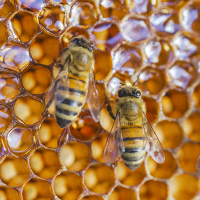 Kanajah Honey Bees On Honeycomb