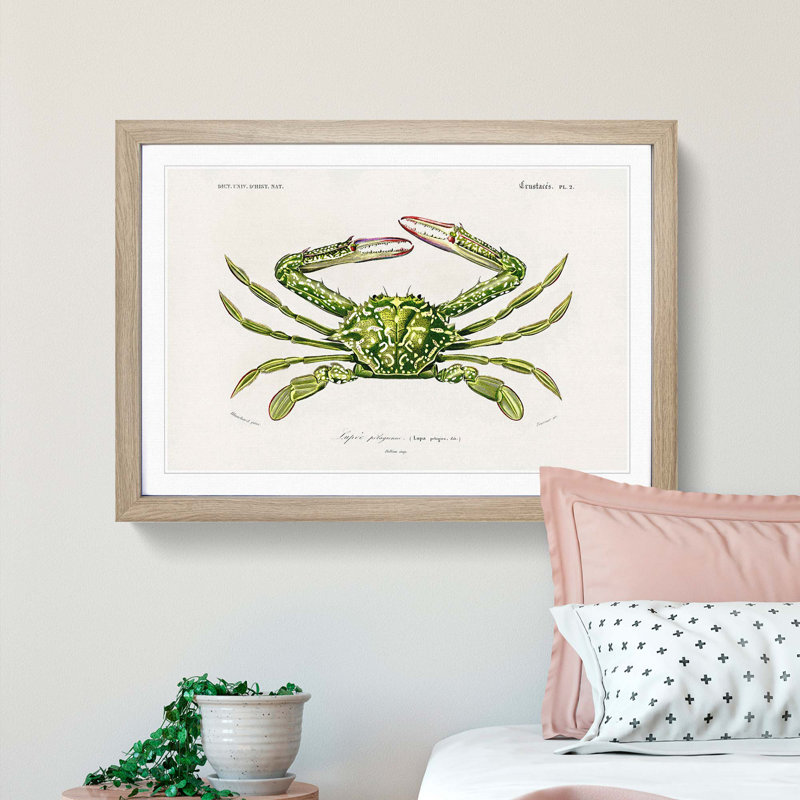 Green Crab by Charles d' Orbigny - Picture Frame Painting Print, 27cm H x 36cm W x 2cm D, Oak Framed