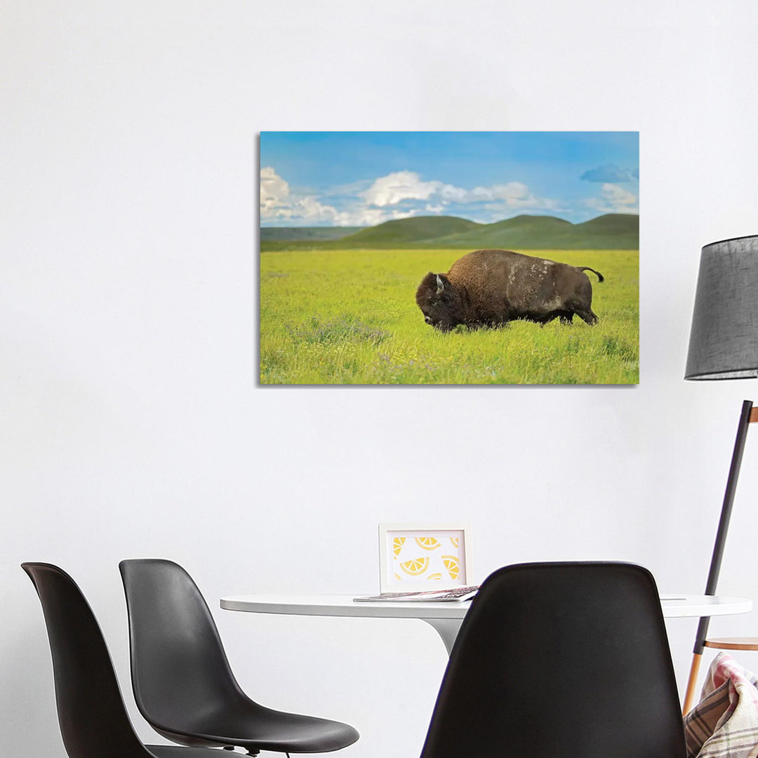 Canada, Saskatchewan, Grasslands National Park. Plains Bison In Grasslands. by Jaynes Gallery - Wrapped Canvas Gallery-Wrapped Canvas Giclée