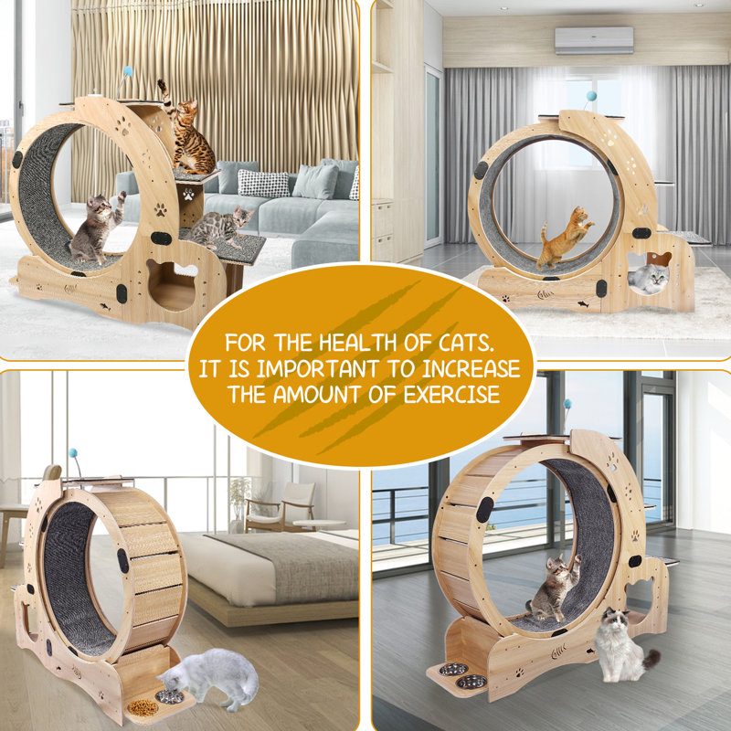 Roue de tapis roulant pour chat pour le bonheur intérieur