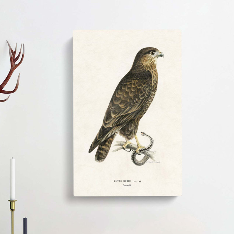 The Common Buzzard by Von Wright - Wrapped Canvas, 50cm H x 35cm W x 3cm D