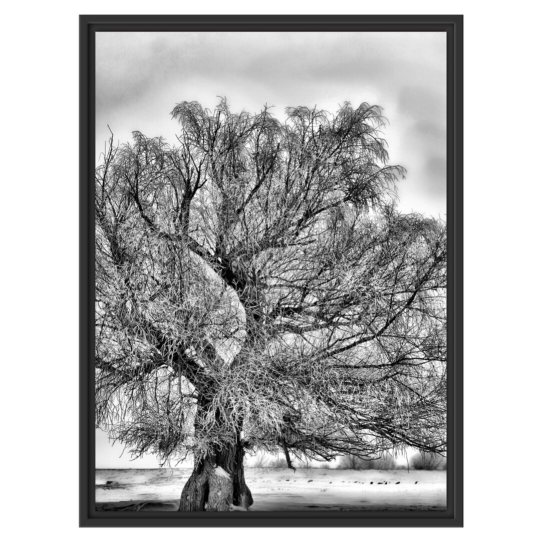 Gerahmtes Wandbild BäumeSchnee Nebel