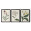 Antique Botanical Collection VII - Toile tendue avec châssis sur mesure - 3 pièces