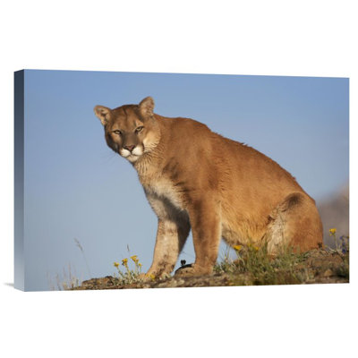" Mountain Lion North America "