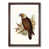 Walnut Framed