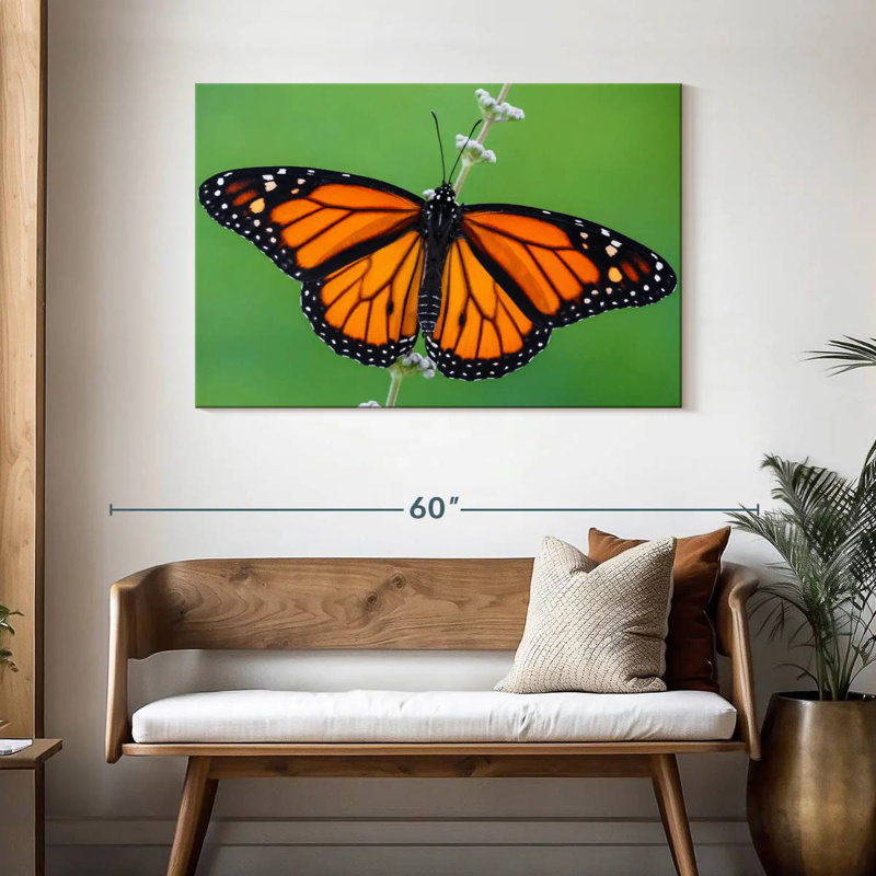 Joli papillon monarque