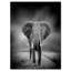«African Elephant in Dark Artwork», reproduction d'impression sur toile tendue-29496720