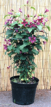 Puma Trellis, 122 cm H x 61 cm W