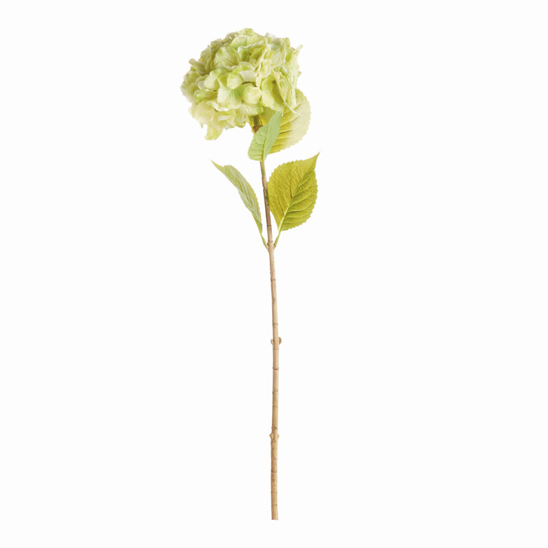 TIGES MOPHEAD HYDRANGEA 30,5 po, Vert