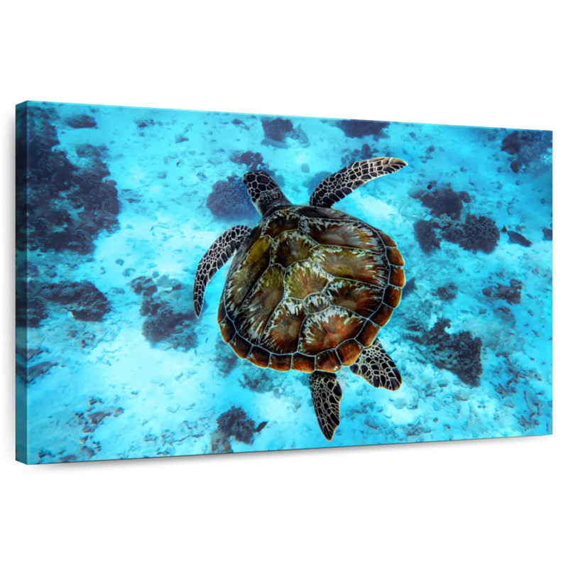 Brampt Turtle Habitat, 26" H x 39" W