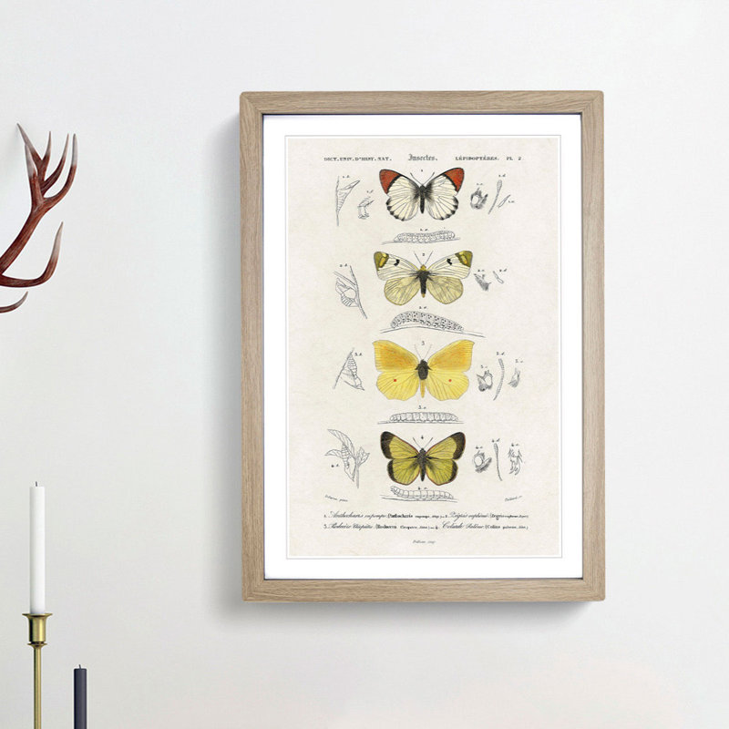 Butterfly Illustrations PL. 2 by Charles d' Orbigny - Picture Frame Graphic Art Print, Oak Framed, 48cm H x 36cm W x 2cm D