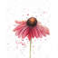 Rose marguerite - reproduction encadrée mat pour décor de salon-627619629