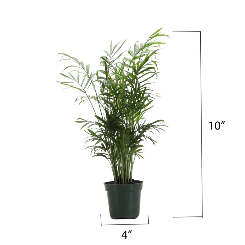 Live Neanthe Bella Palm Plant