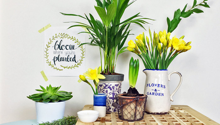 blooming bulbs, daffodils and succulents clustered on a wooden table in ceramic sizes