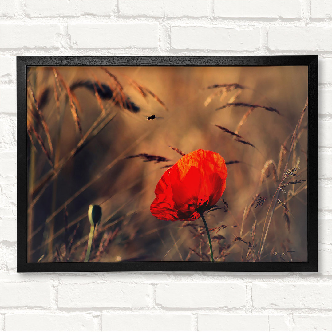 Gerahmtes Leinwandbild Red Poppy Field In Golden Light