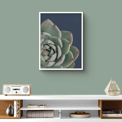 " Queen Cactus Echeveria Elegan Botanical Succulent "