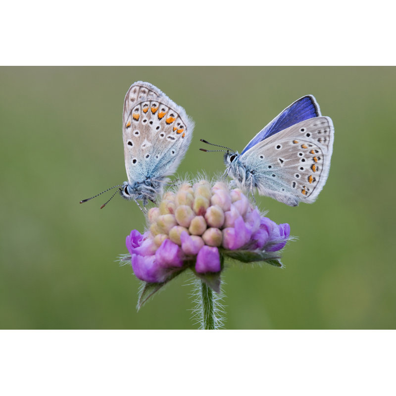Destinyrose Common Blues - Photographie sur toile tendue, H 8 po x l 12 po