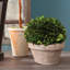 Boxwood Topiary in Ceramic Pot-1650479086