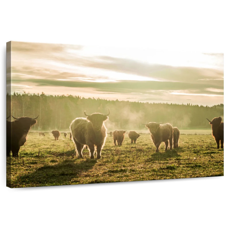 Brampt Misty Highland Cattle