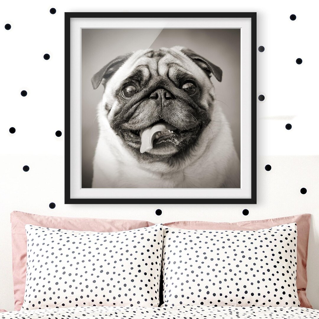 Gerahmter Grafikdruck Funny Pug