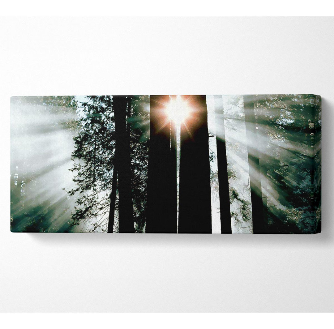 Sun Through The Trees - Panorama-Kunstdrucke auf Leinwand - Wrapped Canvas