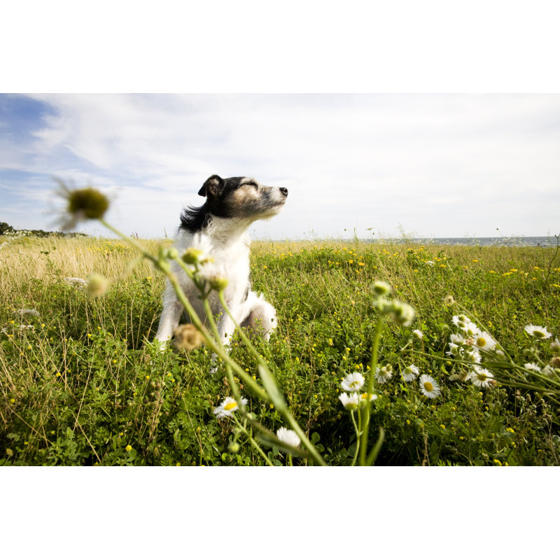 Jack Russell Terrier by Stockpot