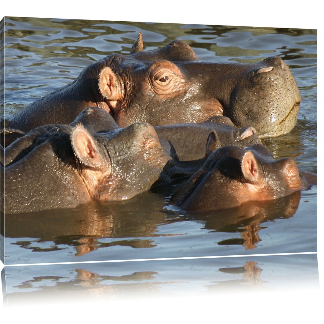 Leinwandbild Schwimmende Flusspferdfamilie