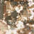 Lichen