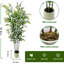 183cm Plant