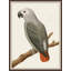 Gray Parrot 2' Framed Print on Glass