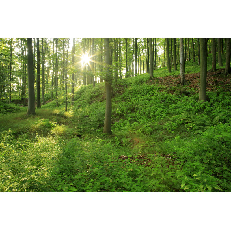 Sunny Forest by AVTG - No Frame Art Prints on Canvas, 20cm H x 30cm W